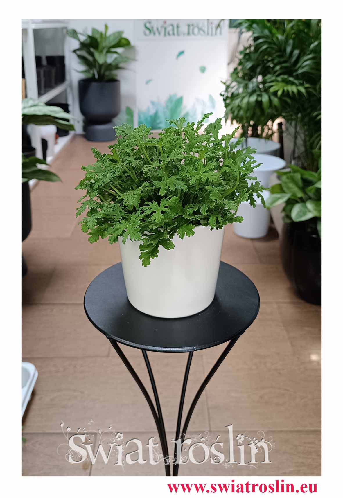 Pelargonium Graveolens Mosquito Fighter roślina odtraszająca przeciw komarom dostępna online z dostawą , Mosquito Fighter