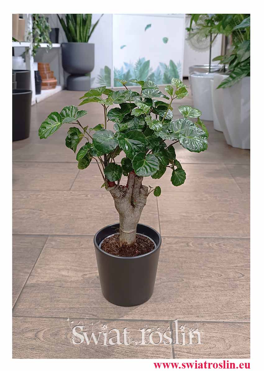 Polyscias Green Lemon do biura do firmy do nowoczesnego wnętrza kup online lub z wysyłką ze sklepu , Aralia Green Lemon