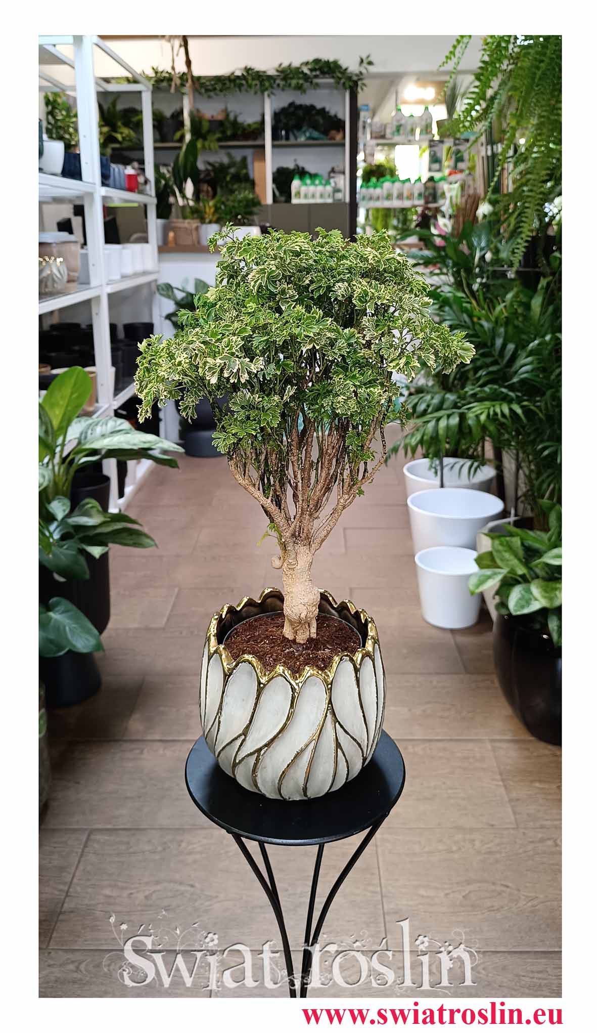 Polyscias Ming Gold Bonsai pięknaa roslina do biura do firmy do restauracji do kawiarni do domu do mieszkania, Aralia Ming Gold Bonsai