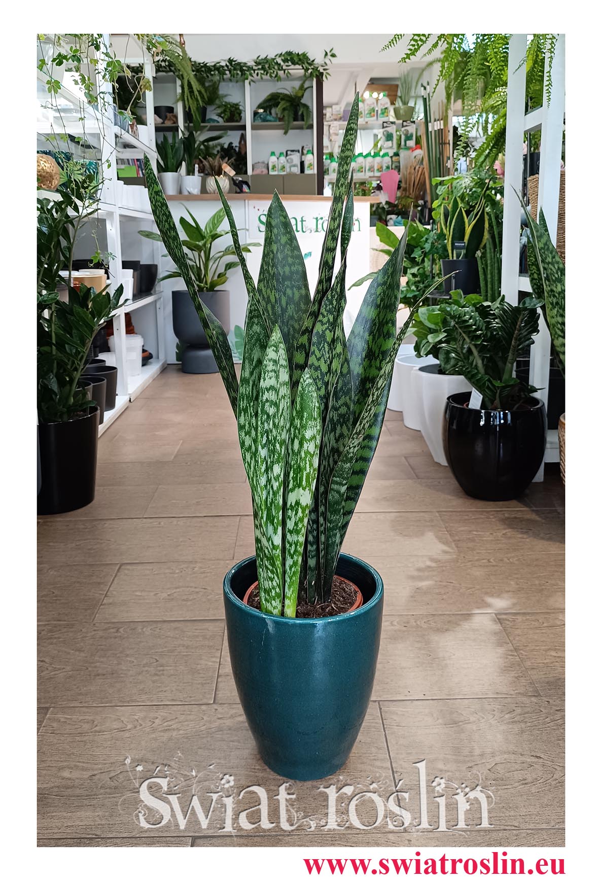 Sansevieria Jamaiquina do biura do mieszkania do firmy do kawiarni do salonu do korytarza na parapet w najlepszej cenie i jakościroślina z dostawą online