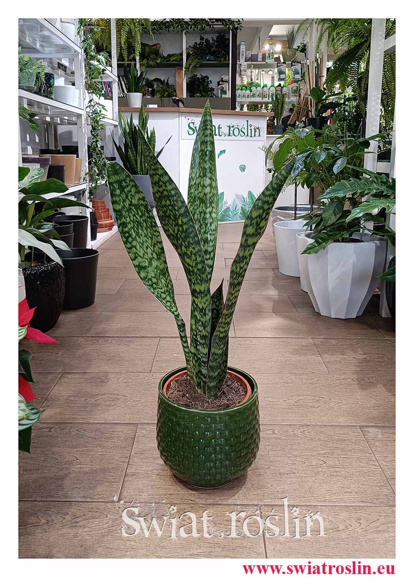 Sansevieria Jamaiquina do biura do mieszkania do firmy do kawiarni roślina z dostawą online, Sansewieria Jamajka-Jamaika Jamaiquina