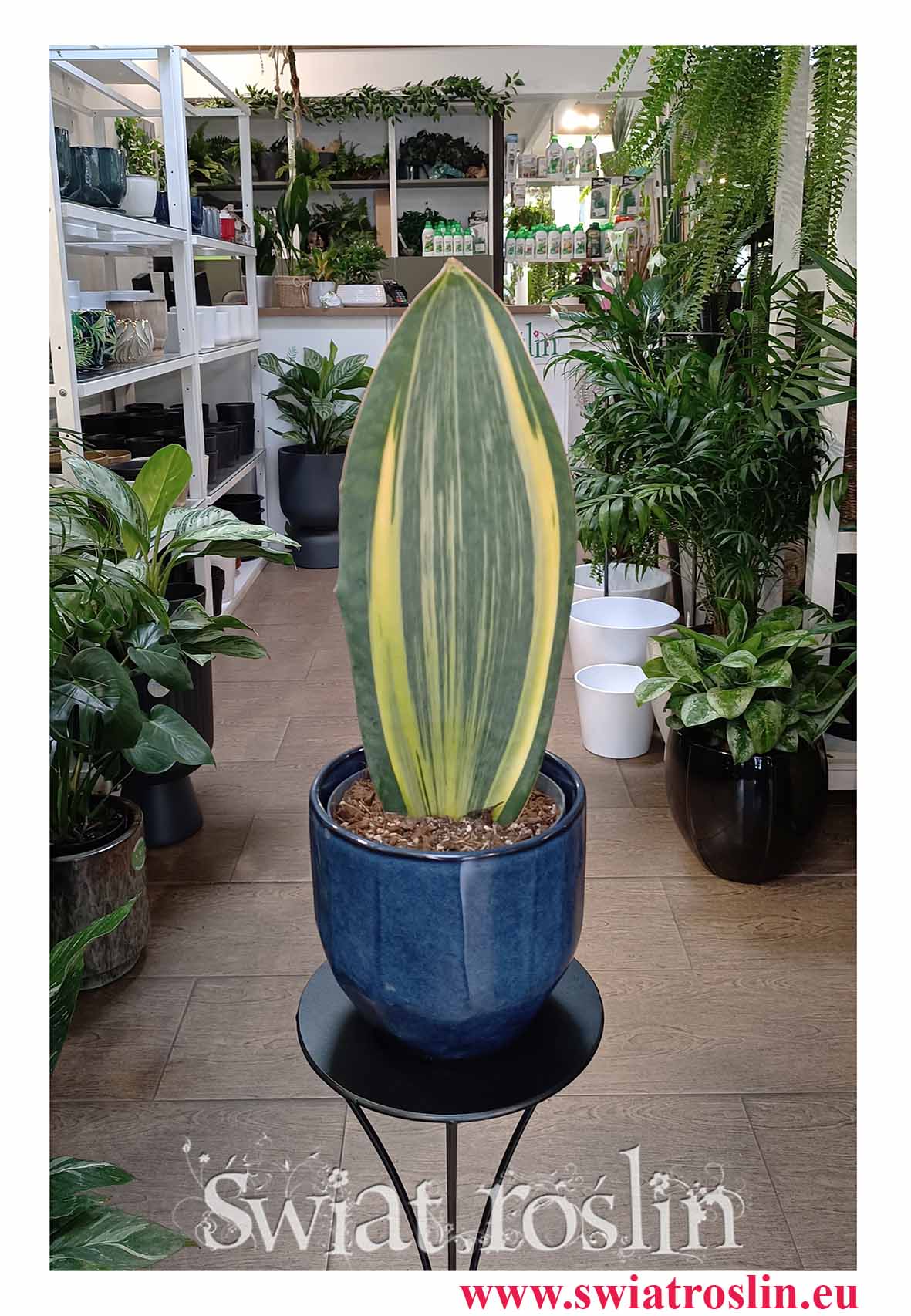 Sansevieria Masoniana Variegata do biura do firmy do salonu do mieszkania do kawiarni do restaauracji z dostawą online, Sansewiera Masoniana Variegata
