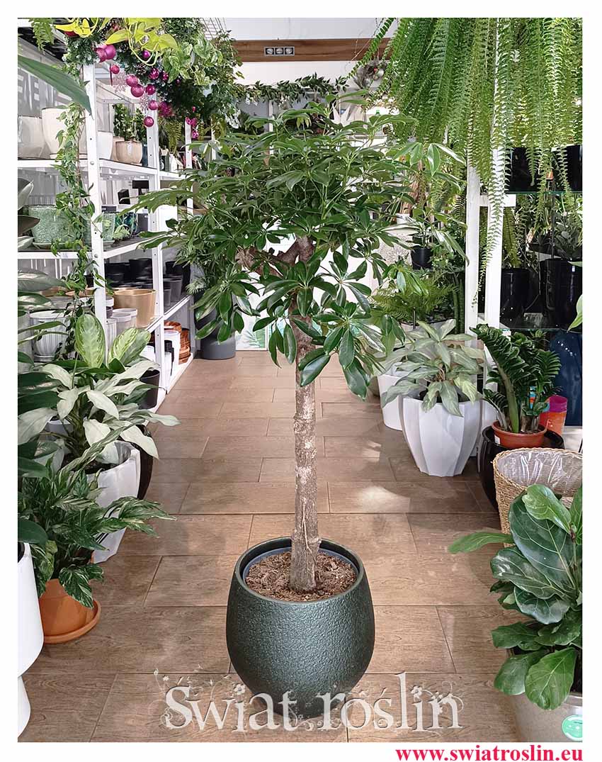 Schefflera Arboricola Compacta Drzewko, popularna roslina z instagrama Szeflera Compacta w formie drzewka dla prawdziwych koneserów i firm