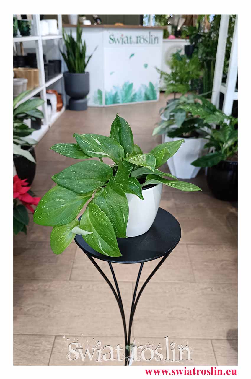 Scindapsus Rubicon do biura do firmy do mieszkania na parapet, Łatwa w uprawie roślina doniczkowa oczyszczająca powietrze