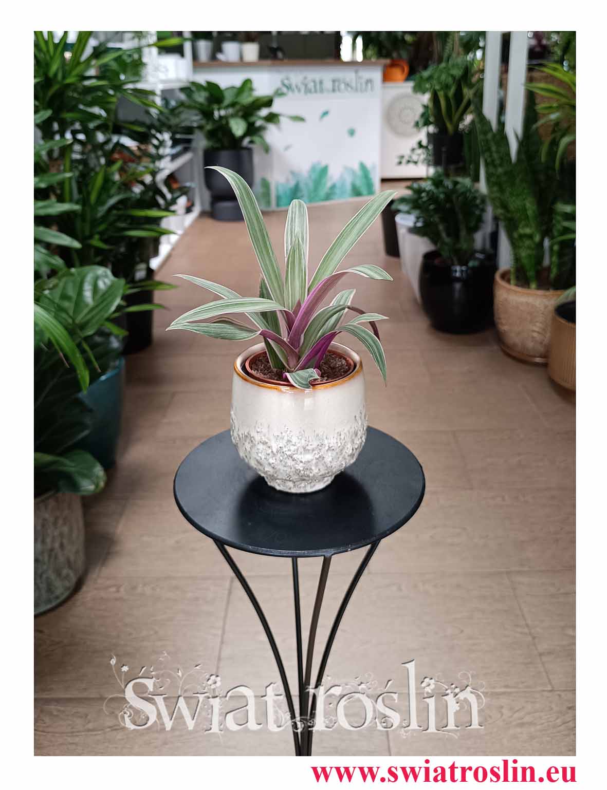 Tradescantia Spathacea Sitara do biura do firmy do pokoju na parapet z dostawą online, Reo meksykańskie, Trzykrotka