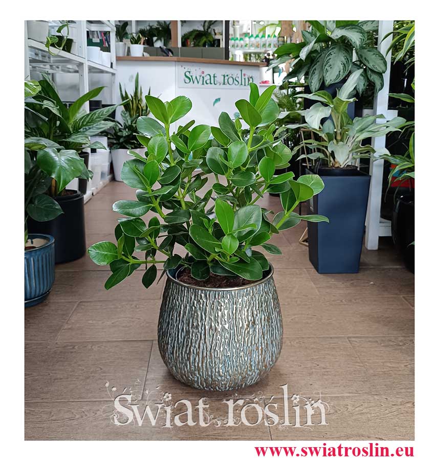 Wielka Kluzja modna niewymagająca roslina do biura z instagrama z dostawą, Okrętnica, Duża Clusia Rosea Princess