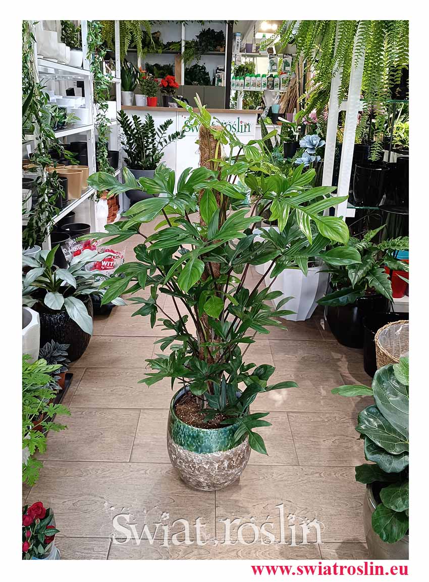 Wielki Filodendron Pedatum, Duży Philodendron Pedatum, Duży Filodendron Postrzępiony na paliku dla vipów do nowoczesnych domów i biur