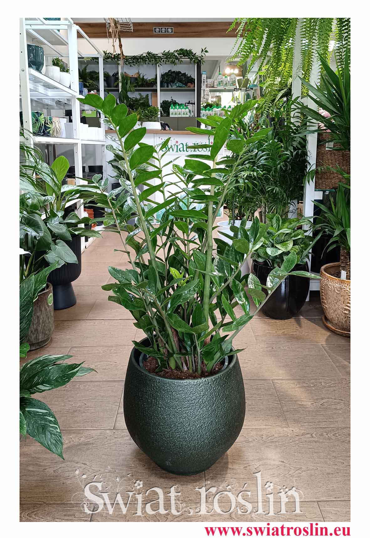 Wielki Zamioculcas Zamiifolia XL do biura do firmy do mieszkania łatwy w uprawie, Duży Zamiokulkas Zamiolistny XL z dostawą ze sklepu online z dostawą