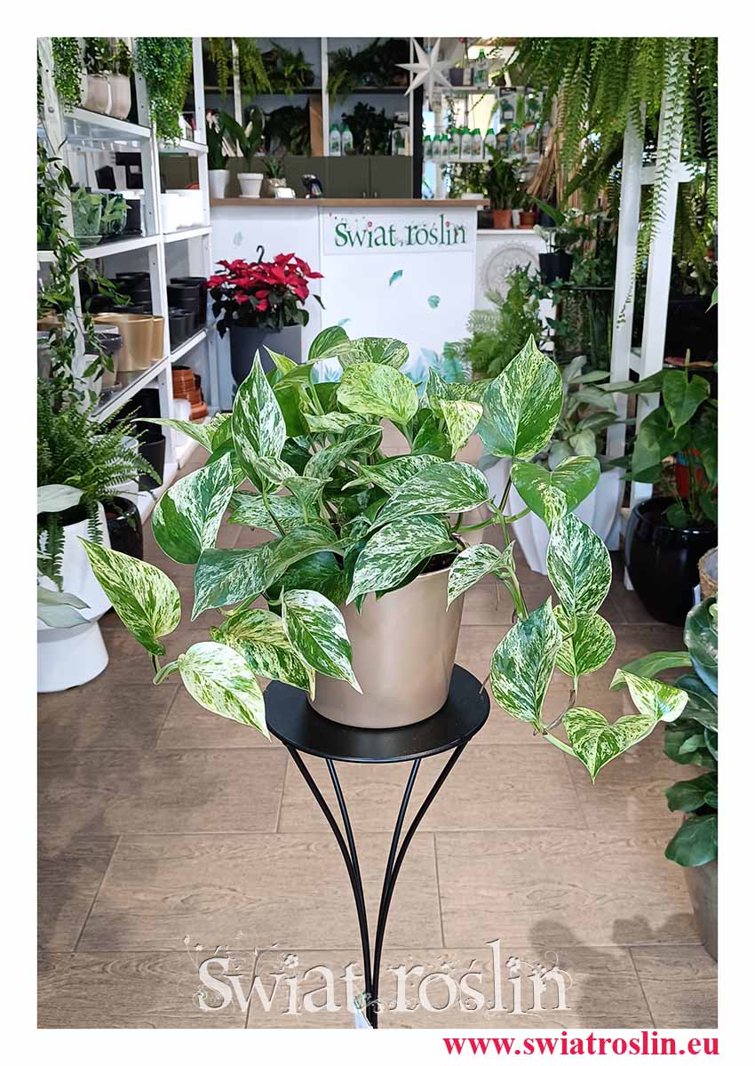 Wielkie Epipremnum Marble Queen oczyszczające powietrze z dostawą z sklepu, Duży Scindapsus Marble Queen niewymagająca roślina