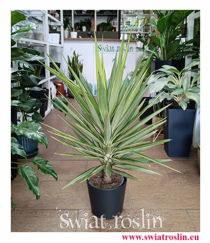Yucca Elephantipes Jewel - Juka łatwa w uprawie najlepsza roślina do biura, firmy, mieszkania restauracji