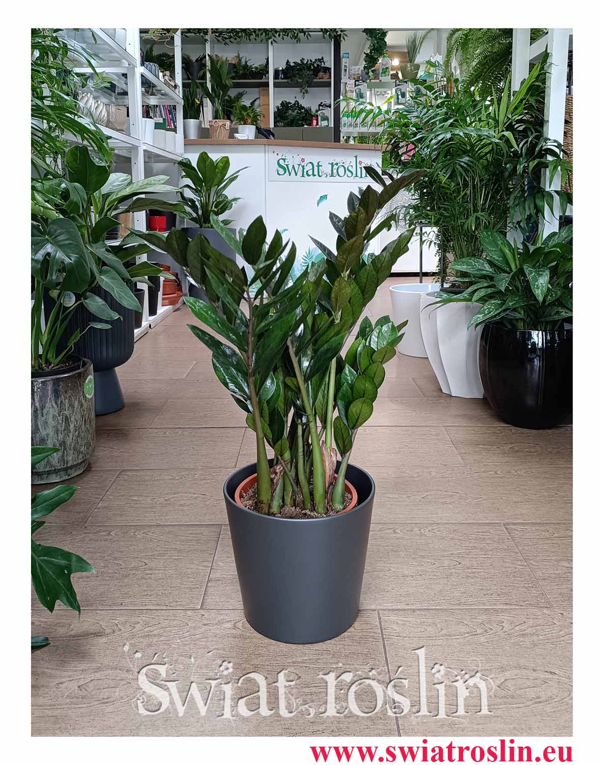 Zamioculcas Zamiifolia Super Nova, Zamiokulkas Zamiolistny Super Nova do biura do firmy do mieszkania do kawiarni i restauracji z dostawą