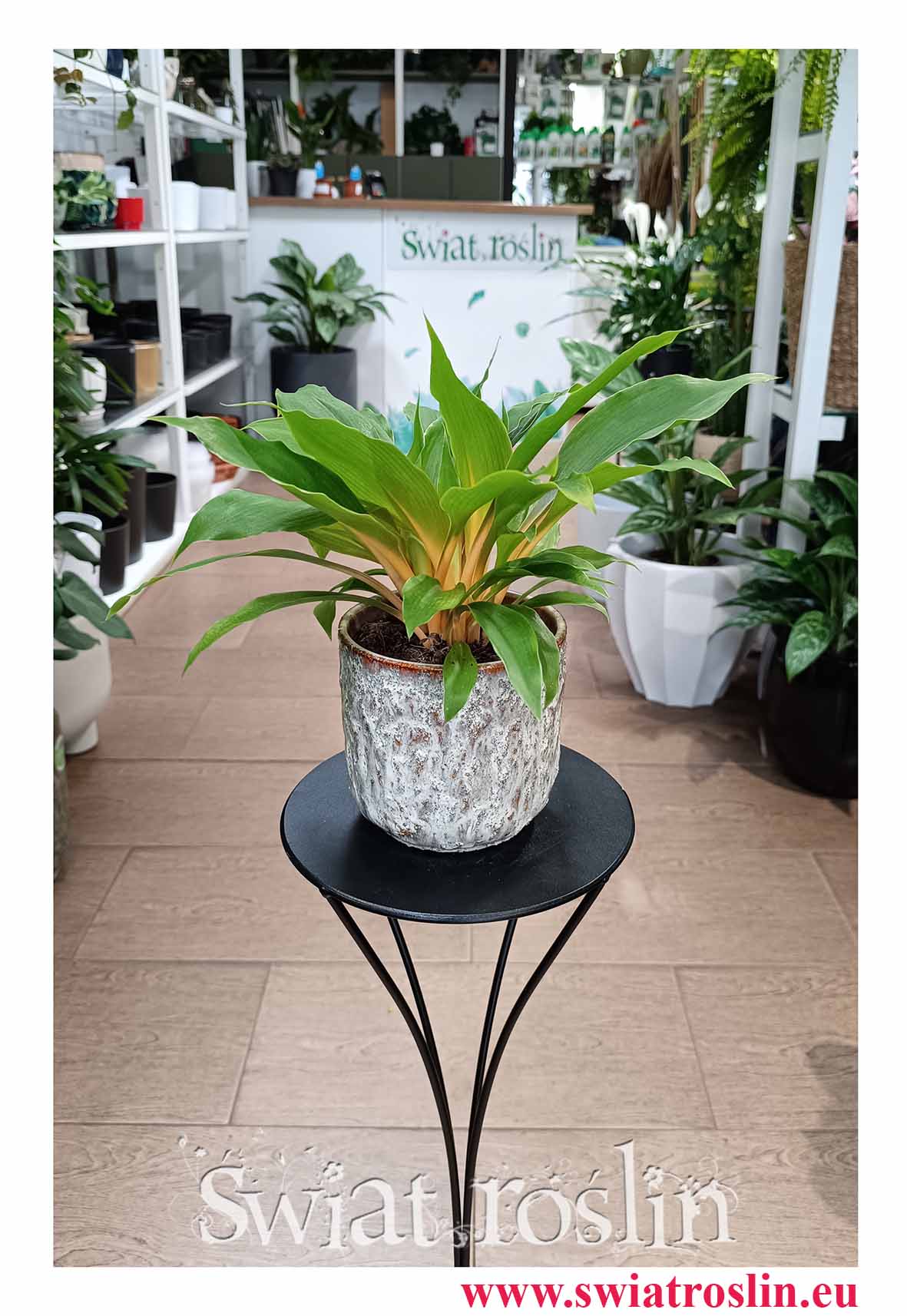 Zielistka Fire Flash sklep internetowy online z dostawą w całej Polsce, Chlorophytum Fire Flash