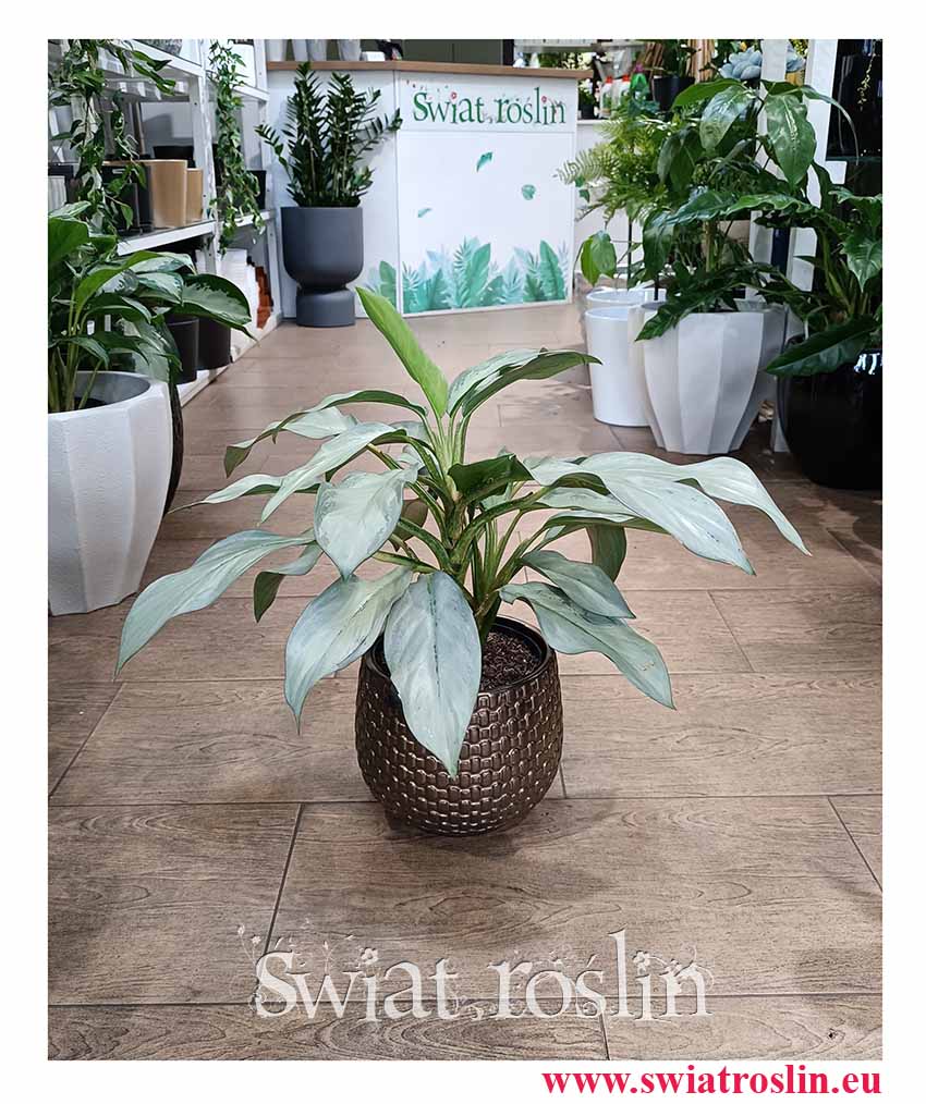 oczyszczająca powietrze Aglonema Aqua Green roślina kolekcjonerska z dostawą do biura do firmy, Aglaonema Aqua Green najlepsza cena najlepsza jakość