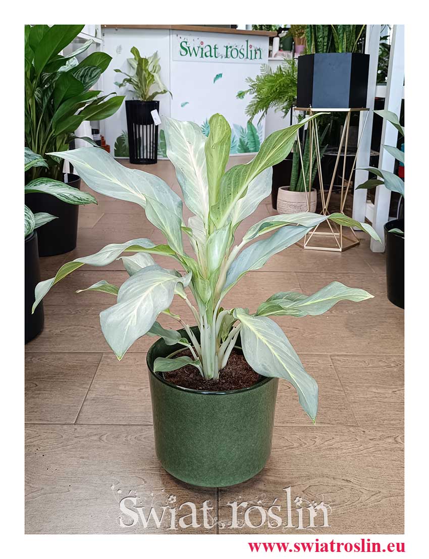 oczyszczająca powietrze Aglonema Aqua Green roślina z insta z dostawą do biura do firmy, Aglaonema Aqua Green