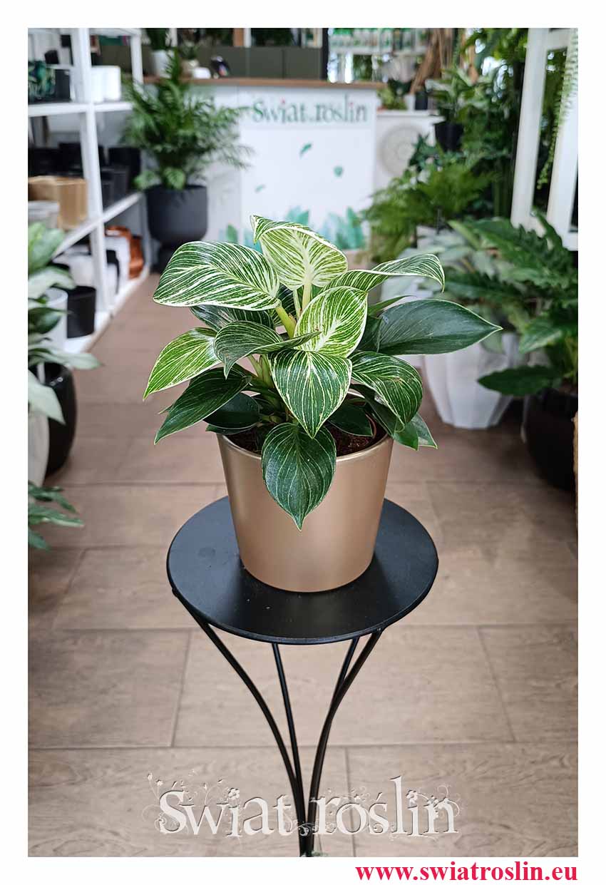 oczyszczający powietrze modny Filodendron White Wave do kupienia online, Philodendron White Wave, Filodendron Biała Fala