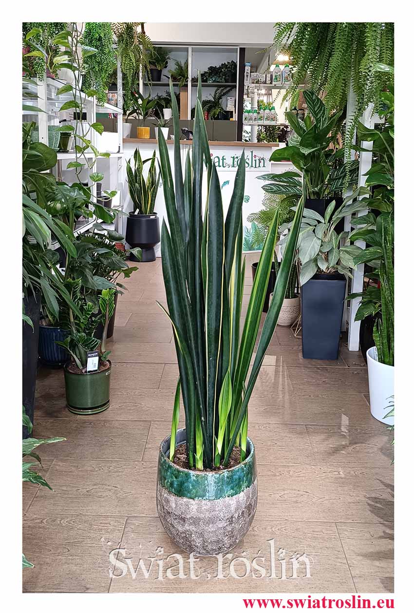 popularna na instagramie Sansevieria Black Golden do kupienia online, Sansewieria Black Golden