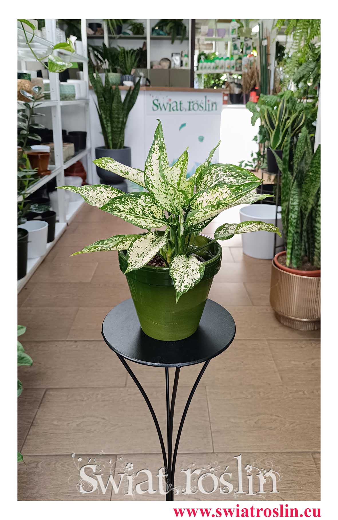 Aglonema White Kiwi do biura do firmy do hotelu do restauracji do kawiarni do mieszkania na parapet , Aglaonema White Kiwi