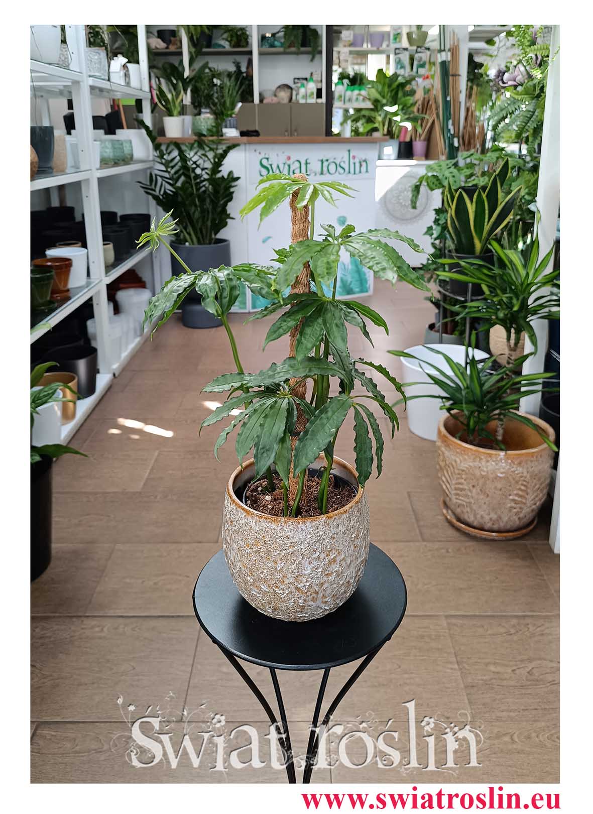 Anturium Polyschistum do biura do hotelu do firmy do salonu do restauracji do kawiarni na parapet do mieszkania do salonu z dostawą w całym kraju, Anthurium Polyschistum