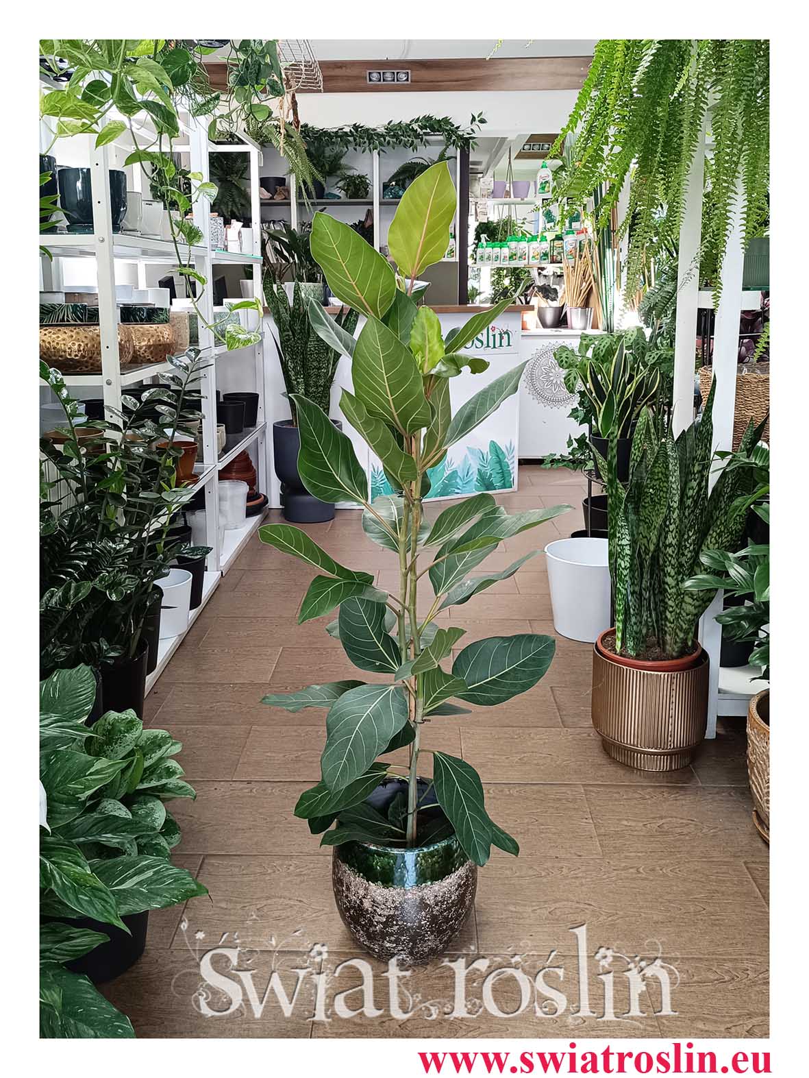 Fikus Bengalski Joy do hotelu do biura do firmy do kawiarni do restauracji do salonu do miszkania z dostawą online, Ficus Benghalensis Joy