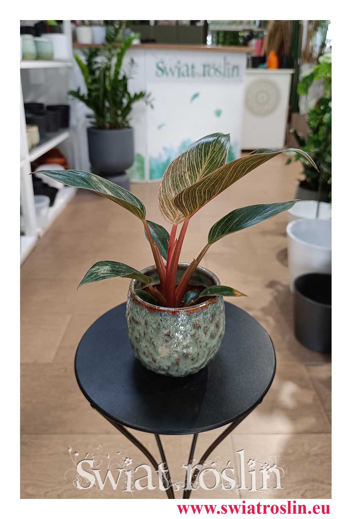 Filodendron Pink Bikini, Philodendron Pink Bikini do biura do hotelu do firmy do restaauracji do kawiarni do mieszkania do salonu na parapet z dostawą online