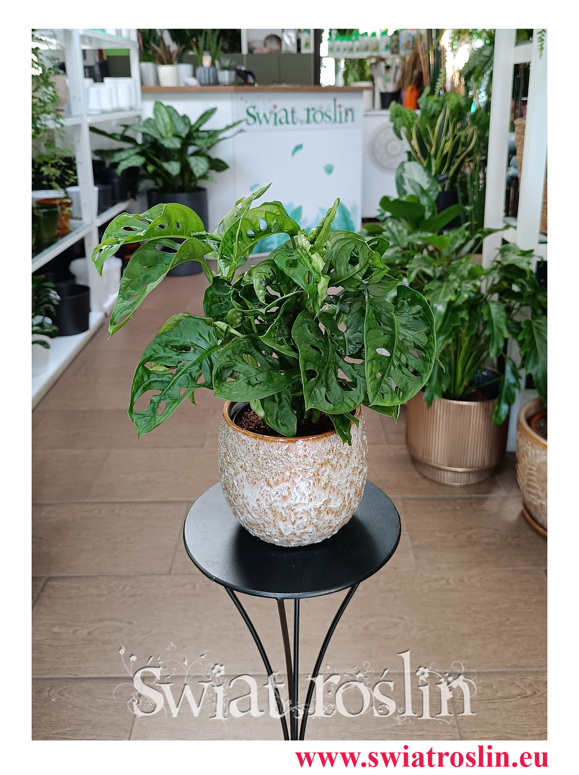 Monstera Monkey Leaf do biura do firmy do hotelu do restauracji do kawiarni na parapet do mieszkania na biurko do salonu z dostawą online