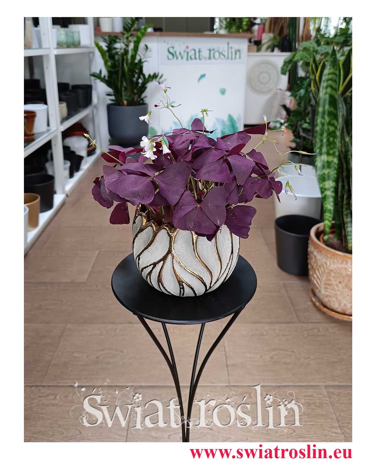 Oxalis Triangularis Mijke, Szczawik trójkątny Mijke, Szczawik Mijke do biura do firmy na parapet do hotelu do miszkania do salonu do restauracji do kawiarni
