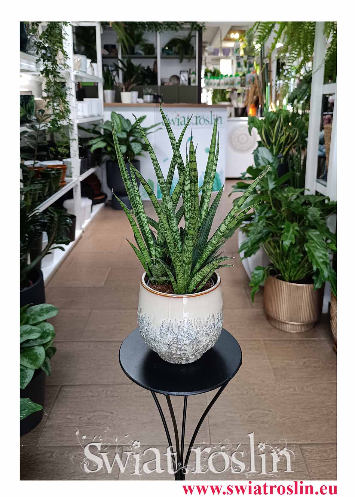 Sansevieria Silver Steel do biura do firmy do kawiarni do restauracji do mieszkania na parapet z dostawą ze sklepu online, Sansewiera Silver Steel