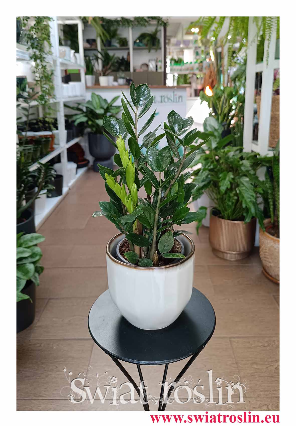Zamiokulkas Lima do firmy do biura do hotelu do restauracji do kawiarni dop mieszkania na parapet z dostawą online, Zamioculcas Lima