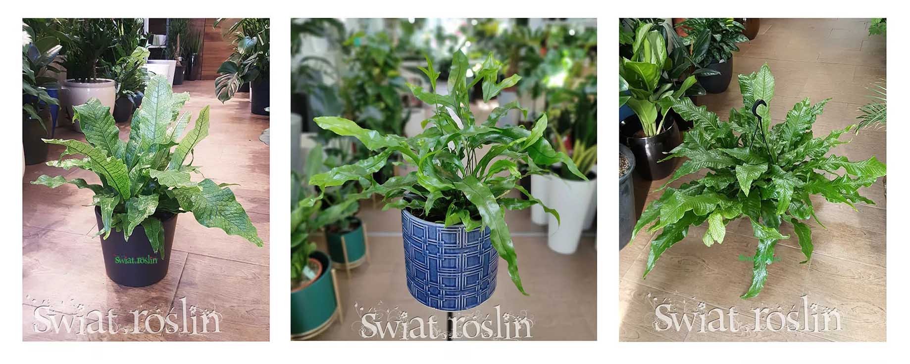 Microsorum, microsora hodowla uprawa pielęgnacja, ciekawostki porady, informacje, sklep z asplenium