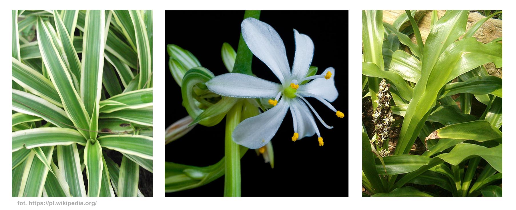 Zielistka, zielistki hodowla uprawa pielęgnacja, ciekawostki porady, informacje, sklep z asplenium