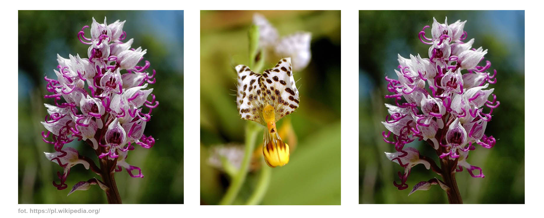 storczyk, storczyki hodowla uprawa pielęgnacja, ciekawostki porady, informacje, sklep z asplenium
