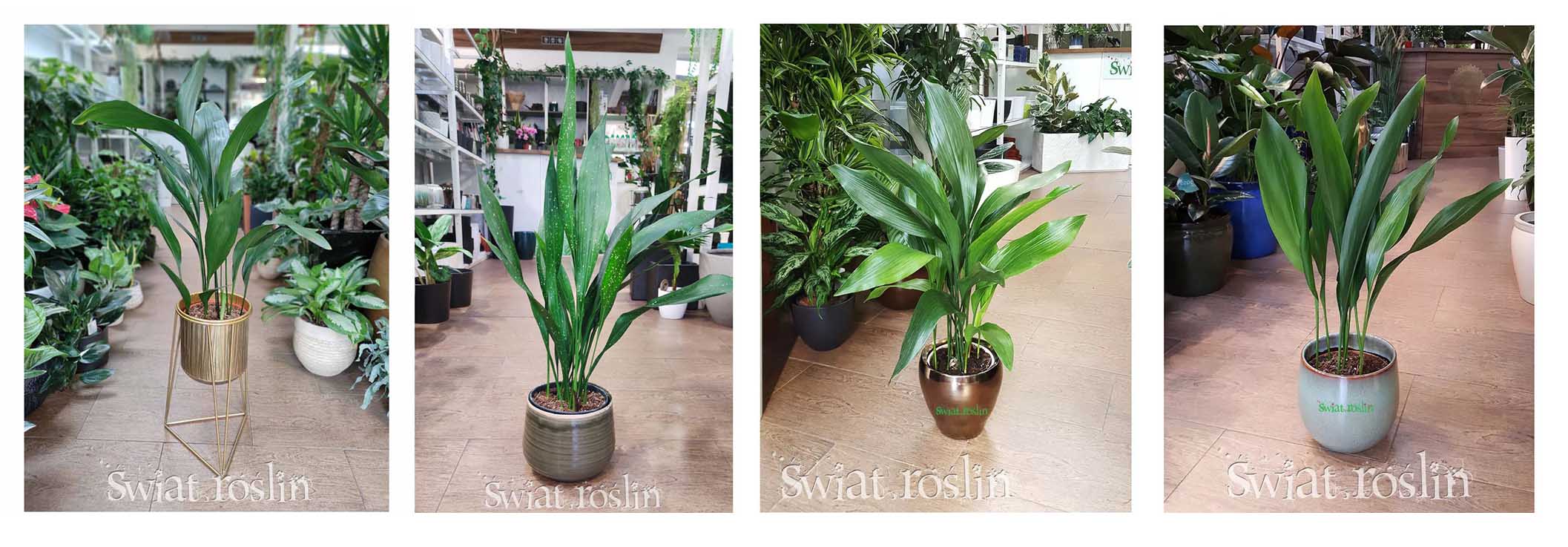 Apidistra roślina do miejsc zacienionych cienistych do cienia do ciemnego pomieszczenia ciemnych miejsc do półcienia