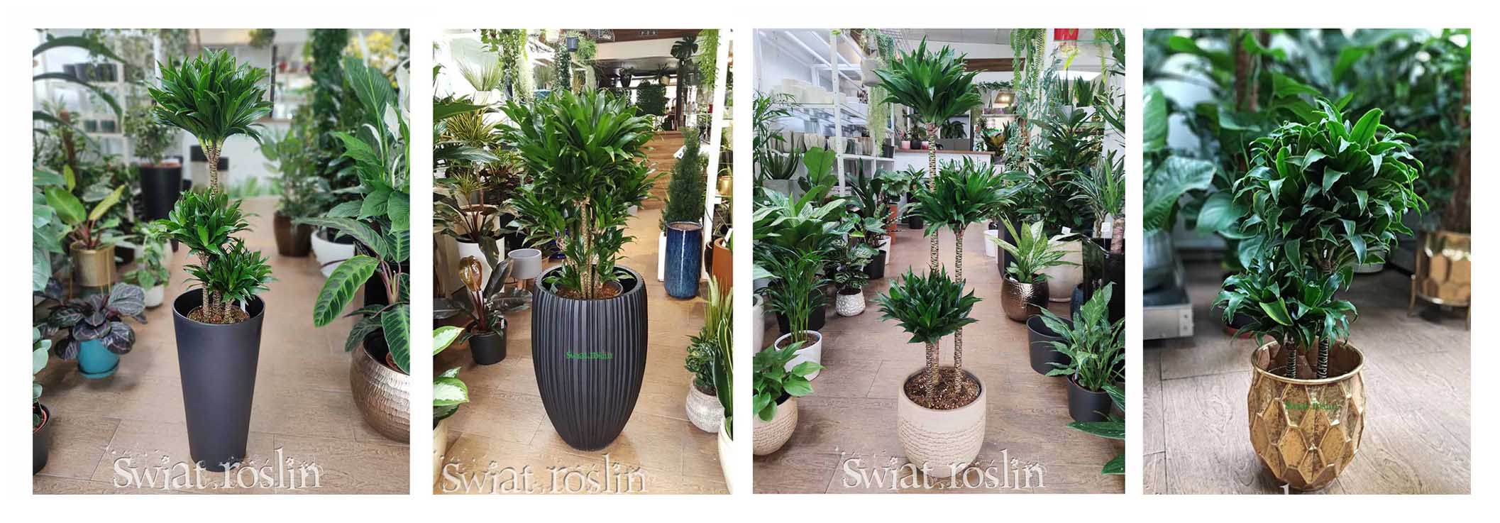 Dracena draceana roślina do miejsc zacienionych cienistych do cienia do ciemnego pomieszczenia ciemnych miejsc do półcienia