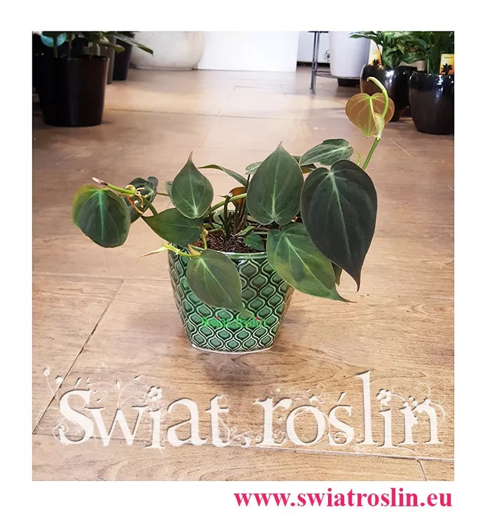 Filodendron micans philodendron roślina do miejsc zacienionych cienistych do cienia do ciemnego pomieszczenia ciemnych miejsc do półcienia