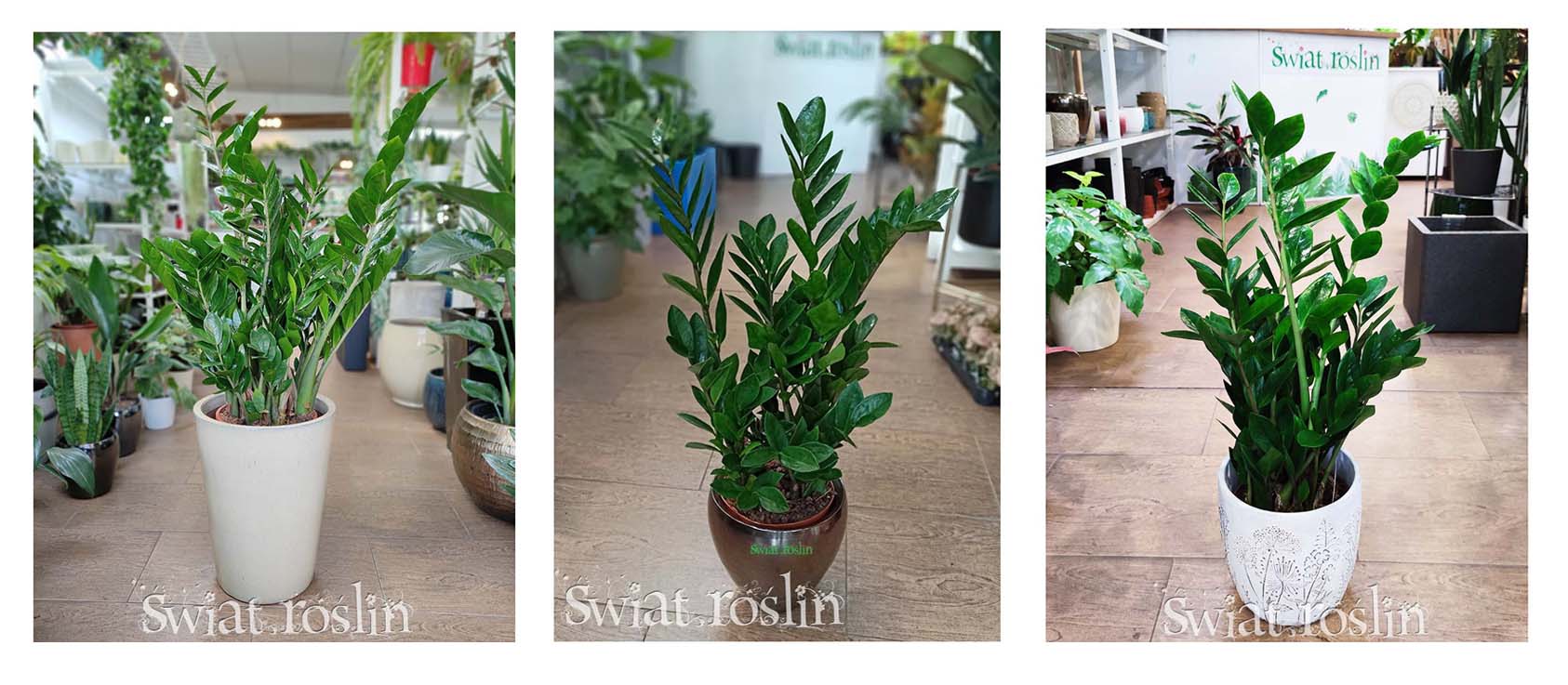 Zamiokulkas Zamioculcas ziamio roślina do miejsc zacienionych cienistych do cienia do ciemnego pomieszczenia ciemnych miejsc do półcienia