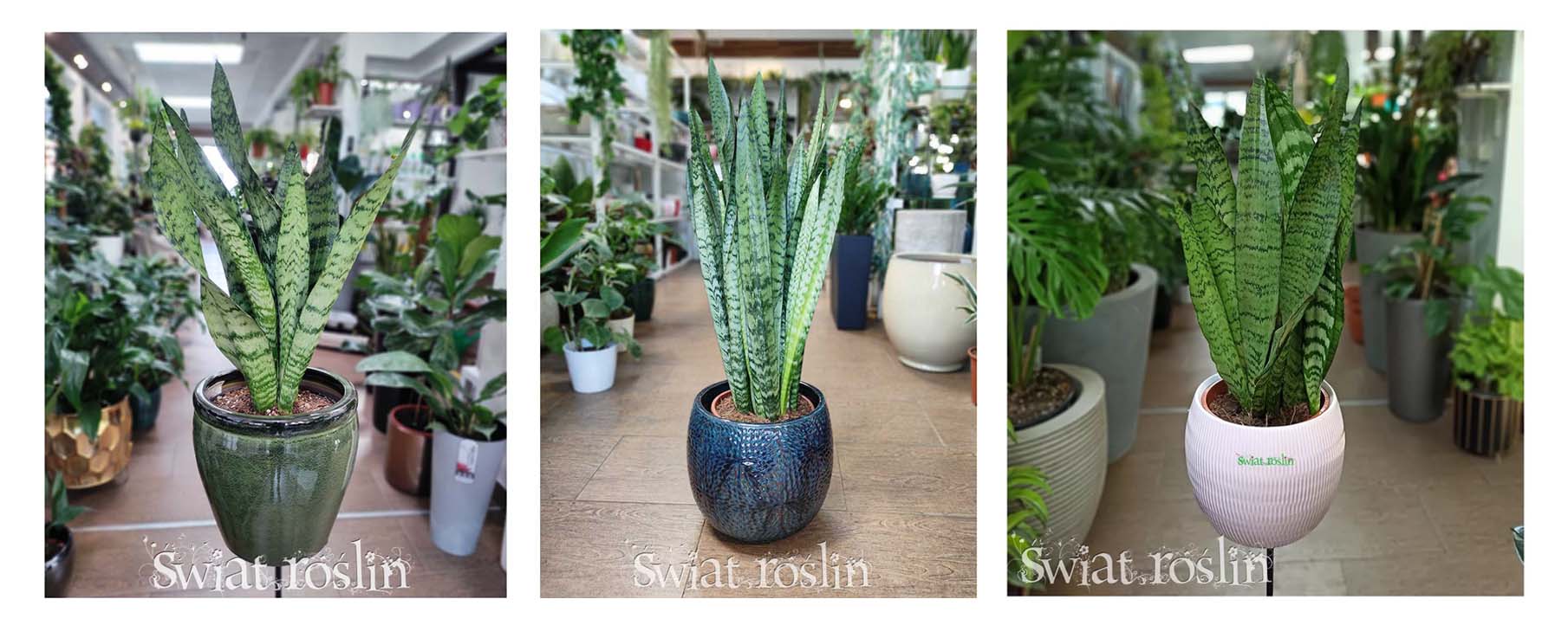 sansevieria sansewiera roślina do miejsc zacienionych cienistych do cienia do ciemnego pomieszczenia ciemnych miejsc do półcienia