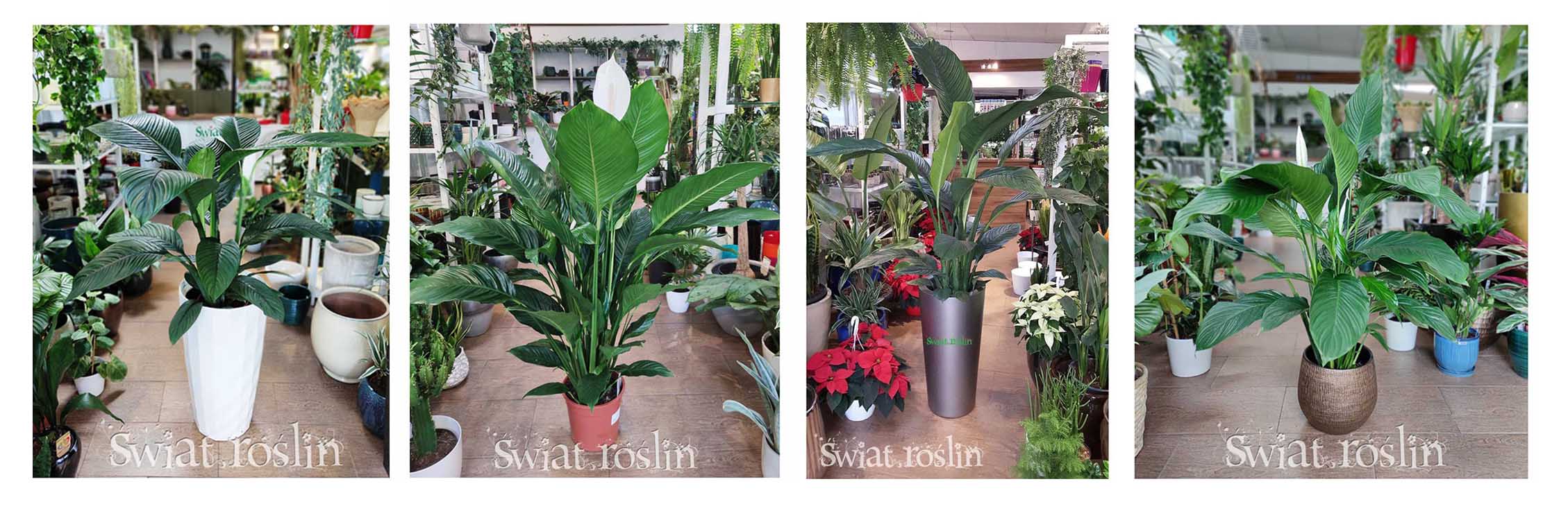 skrzydłokwiat roślina do miejsc zacienionych cienistych do cienia do ciemnego pomieszczenia ciemnych miejsc do półcienia