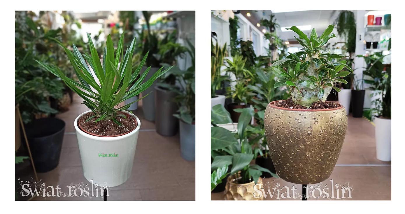 Pachypodium Lamera roślina na słońce, Pachypodium Lamerei na słoneczny parapet, Pachypodium Saundersii do słonecznego miejsca