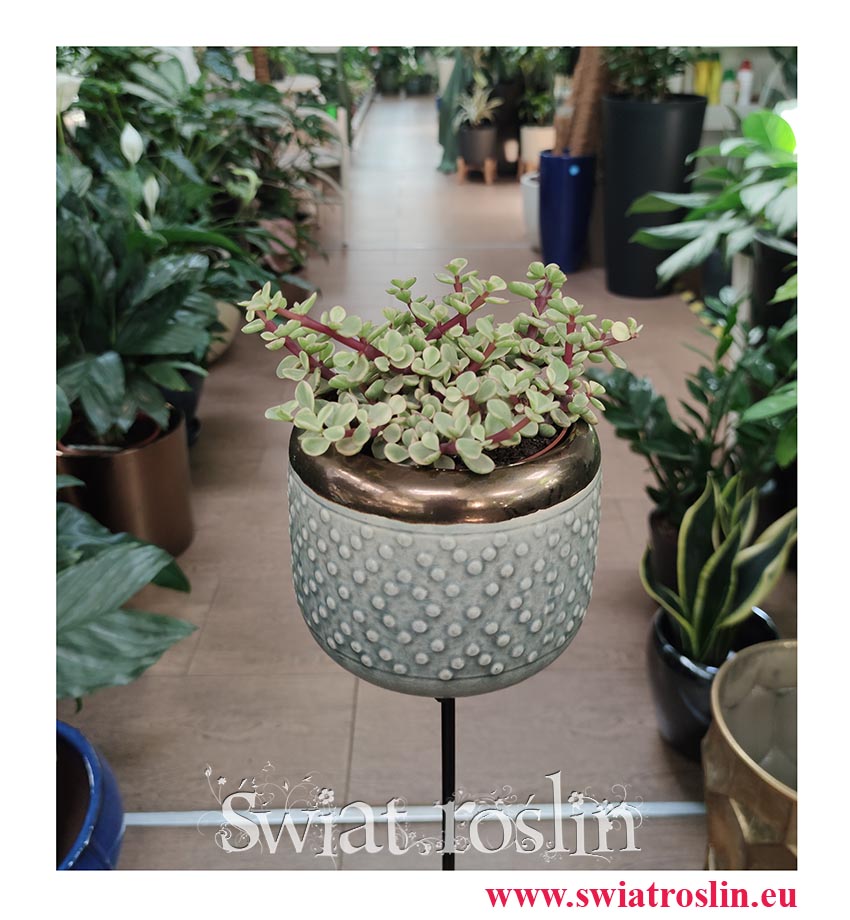 Portulacaria Afra Variegata  na słoneczny parapet