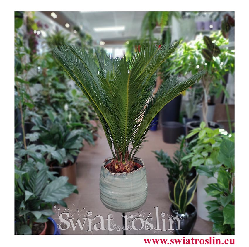 Roślina do miejsc nasłonecznionychSagowiec odwinięty, Sagowiec wygięty, Cycas Revoluta