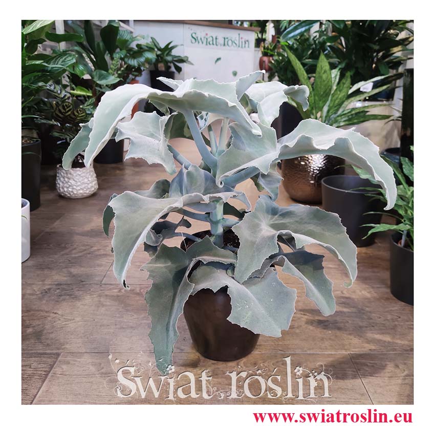 do miejsc słonecznych Kalanchoe Beharensis, Kalansza Beharensis, Pluszowe Uszy Słonia roślina