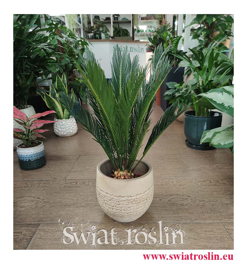 roślina do słońca Sagowiec odwinięty, Sagowiec wygięty, Cycas Revoluta, Cykas