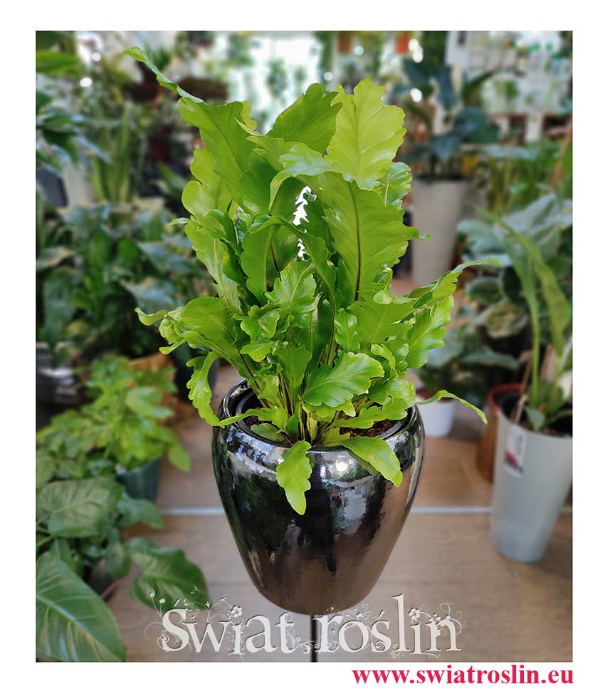 Asplenium Nidus Campio do rozproszonego światła, do światła dziennego, Zanokcica do miejsca widnego z rozproszonym światłem, pół-cieniste