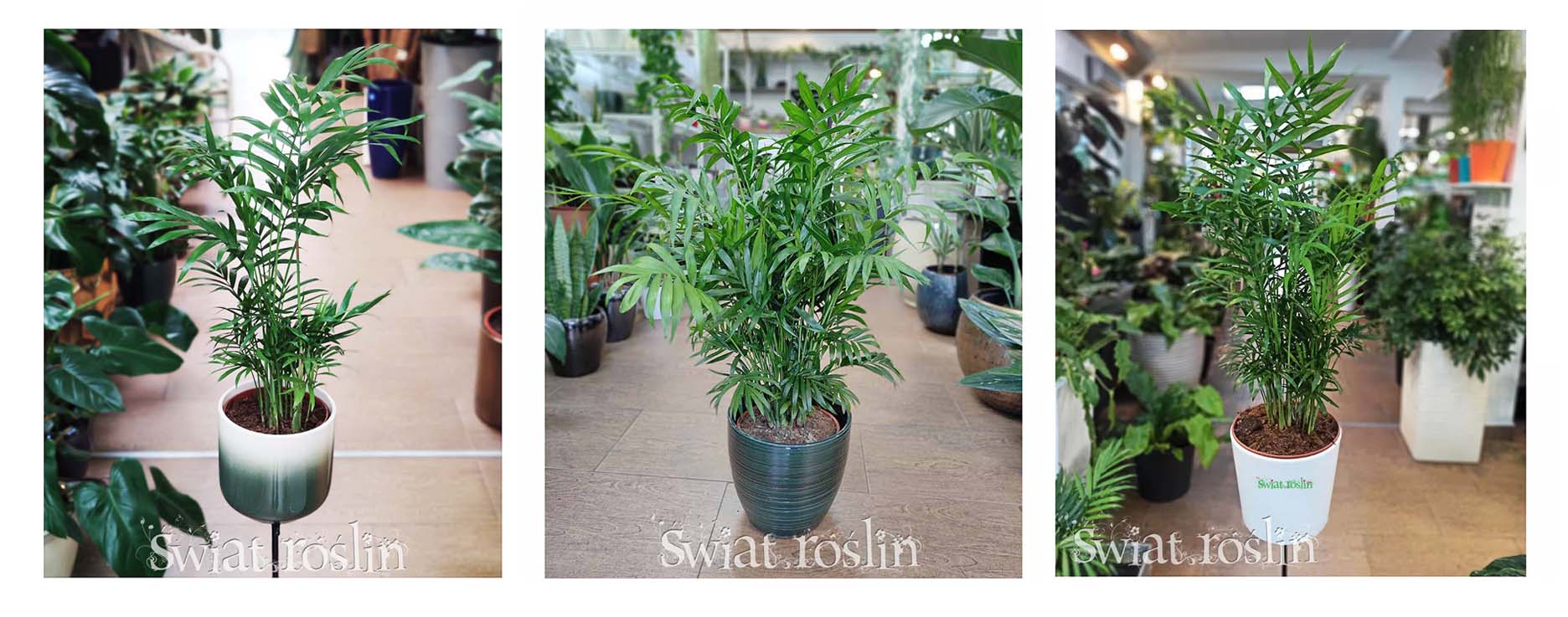 CHAMAEDOREA ELEGANS do rozproszonego światła, do światła dziennego, CHAMAEDOREA do miejsca widnego z rozproszonym światłem, pół-cieniste