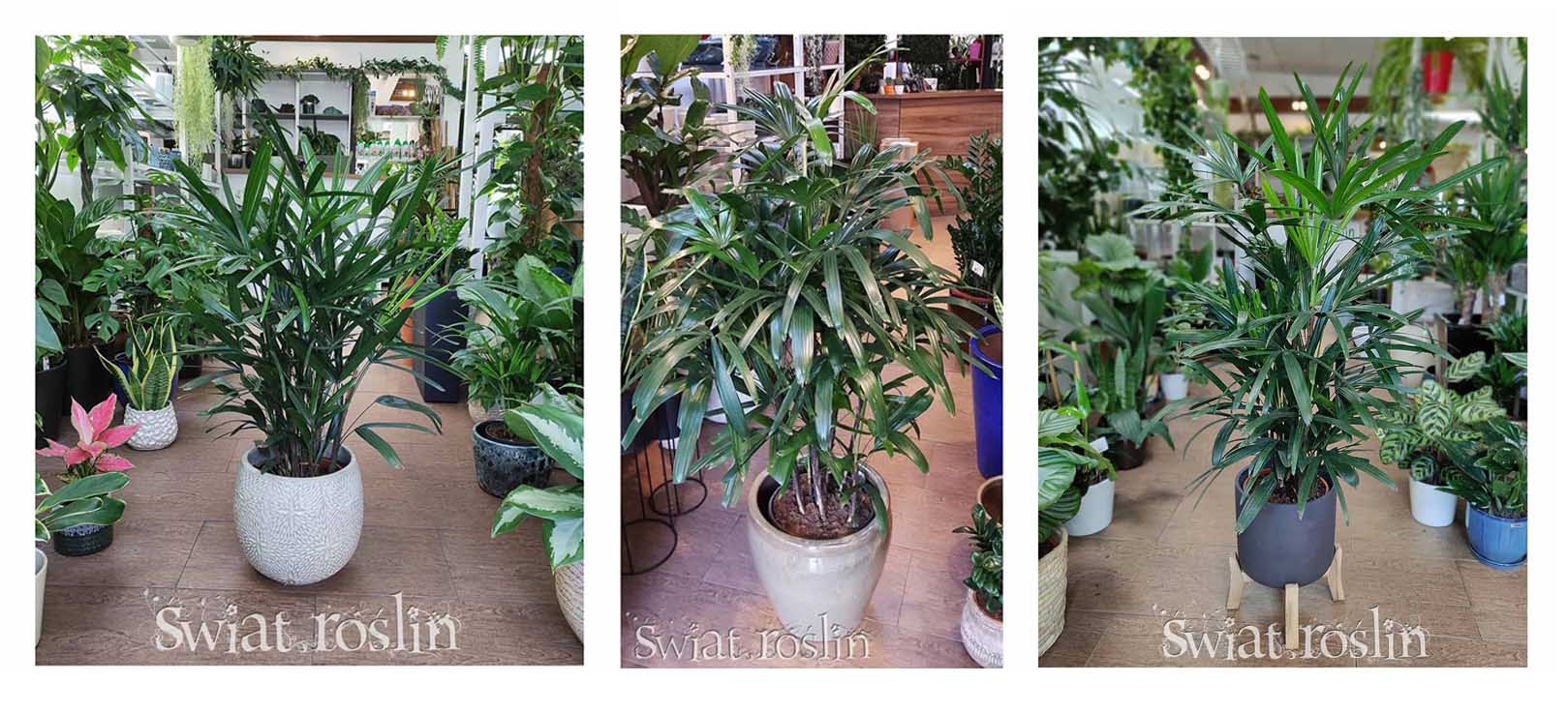 RHAPIS EXCELSA do rozproszonego światła, do światła dziennego, RHAPIS EXCELSA do miejsca widnego z rozproszonym światłem, pół-cieniste