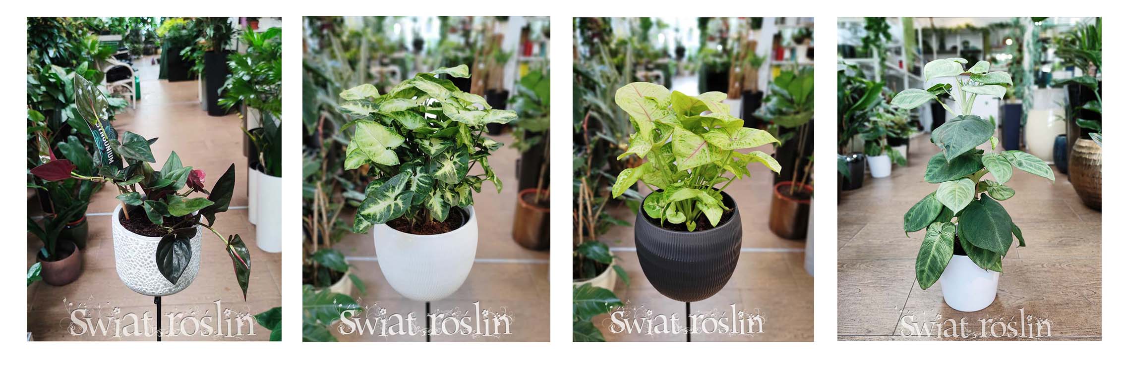 SYNGONIUM do rozproszonego światła, do światła dziennego, do miejsca półcienistego, SYNGONIUM do pół cienia, do miejsca widnego z rozproszonym światłem