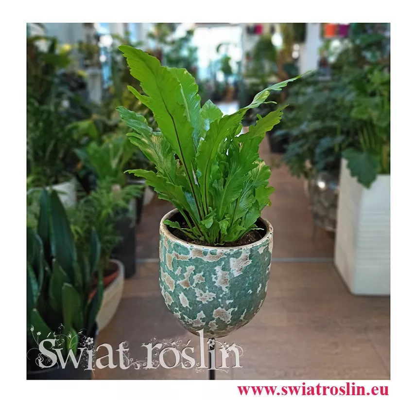 do rozproszonego światła, ASPLENIUM NIDUS do światła dziennego, do światła dziennego, do miejsca półcienistego,  pół cienia,