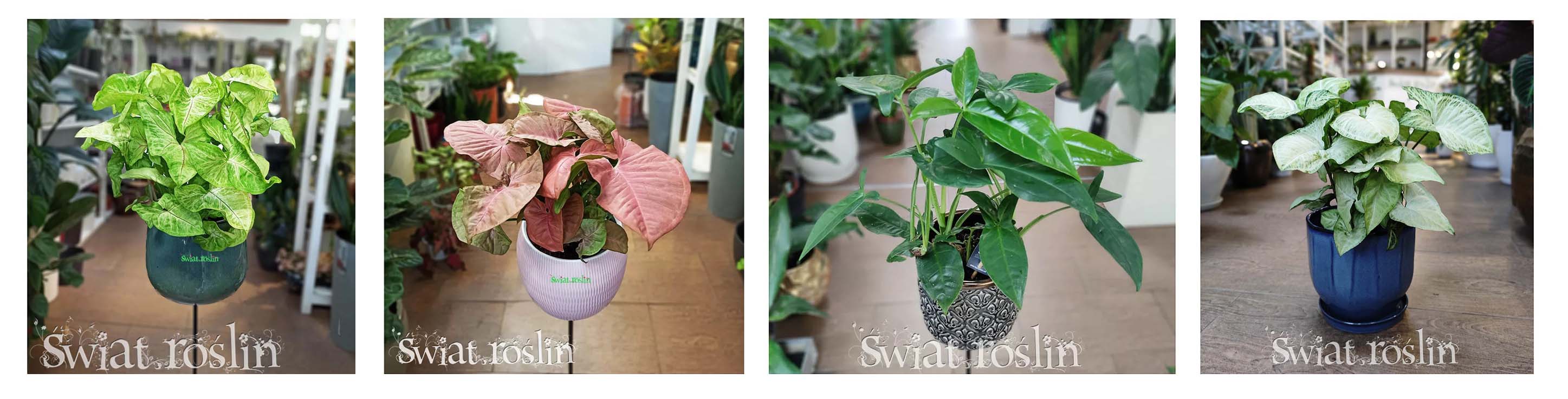 SYNGONIUM do rozproszonego światła, do światła dziennego, SYNGONIUM do miejsca widnego z rozproszonym światłem, pół-cieniste