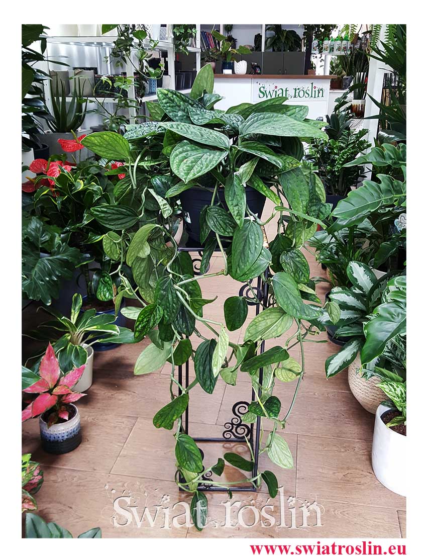 MONSTERA KARSTENIANUM do rozproszonego światła, do światła dziennego,  MONSTERA KARSTENIANUM do miejsca widnego z rozproszonym światłem, pół-cieniste