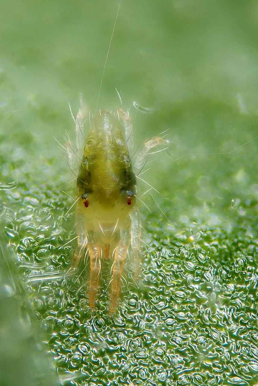 przędziorek chmielowiec forma czerwona